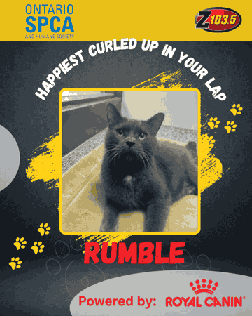 PET OF THE WEEK - RUMBLE